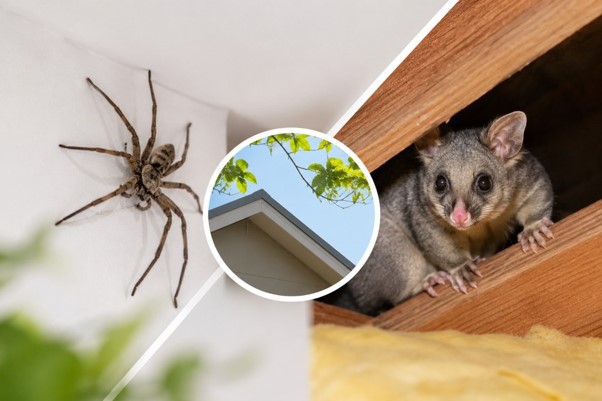 spider control